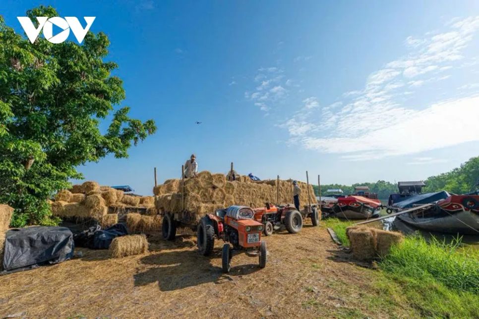 <p>Ngoài làm thức ăn cho bò, rơm cuộn còn được các nhà vườn mua về phủ gốc cây, giữ ẩm đất trồng hoa kiểng, cây ăn trái dịp Tết. Từ phụ phẩm nông nghiệp, rơm trở thành vật liệu đa dụng, gia tăng giá trị sử dụng.</p>