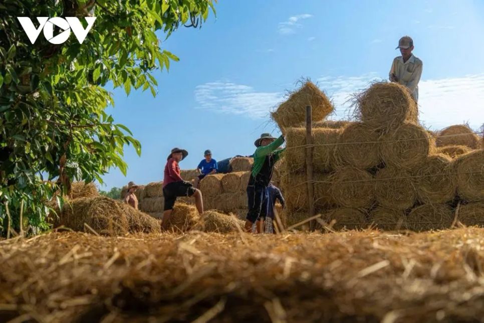 <p>Những cuộn rơm vàng óng, tròn đều được chuyền tay nhau, xếp cao dần bên bờ sông. Rơm đạt chuẩn phải khô, ép chặt, không lẫn tạp chất - yếu tố quyết định chất lượng thức ăn và sức khỏe đàn bò.</p>