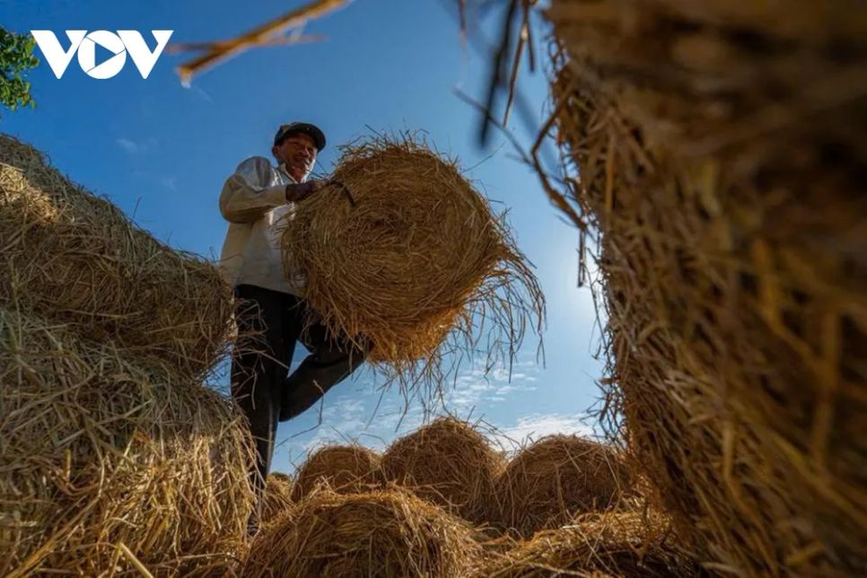 <p>Sau khi lên bờ, rơm tiếp tục được chuyển bằng máy cày, xe tải nhỏ hoặc xe lôi. Từ bến sông, rơm tỏa đi khắp các xã nuôi bò của Vĩnh Long và các tỉnh lân cận.</p>