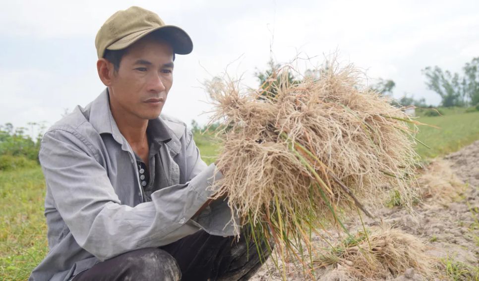 Anh Lê Văn Hồng (xã Phù Mỹ Nam) canh tác kiệu tết
