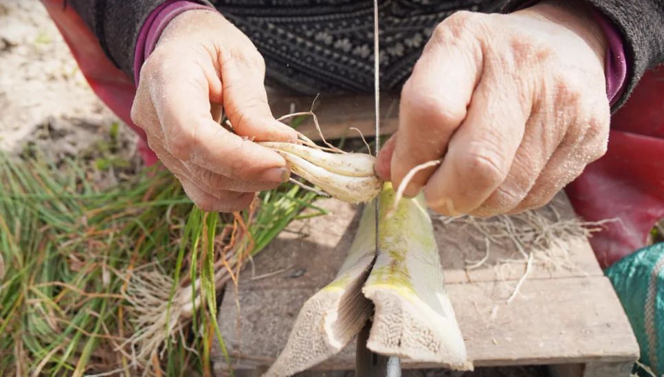 Củ kiệu được cắt gọt sạch đất, rễ trước khi đóng gói bán cho các thương lái đưa đến các cơ sở, xưởng chế biến trước khi bán ra các thị trường