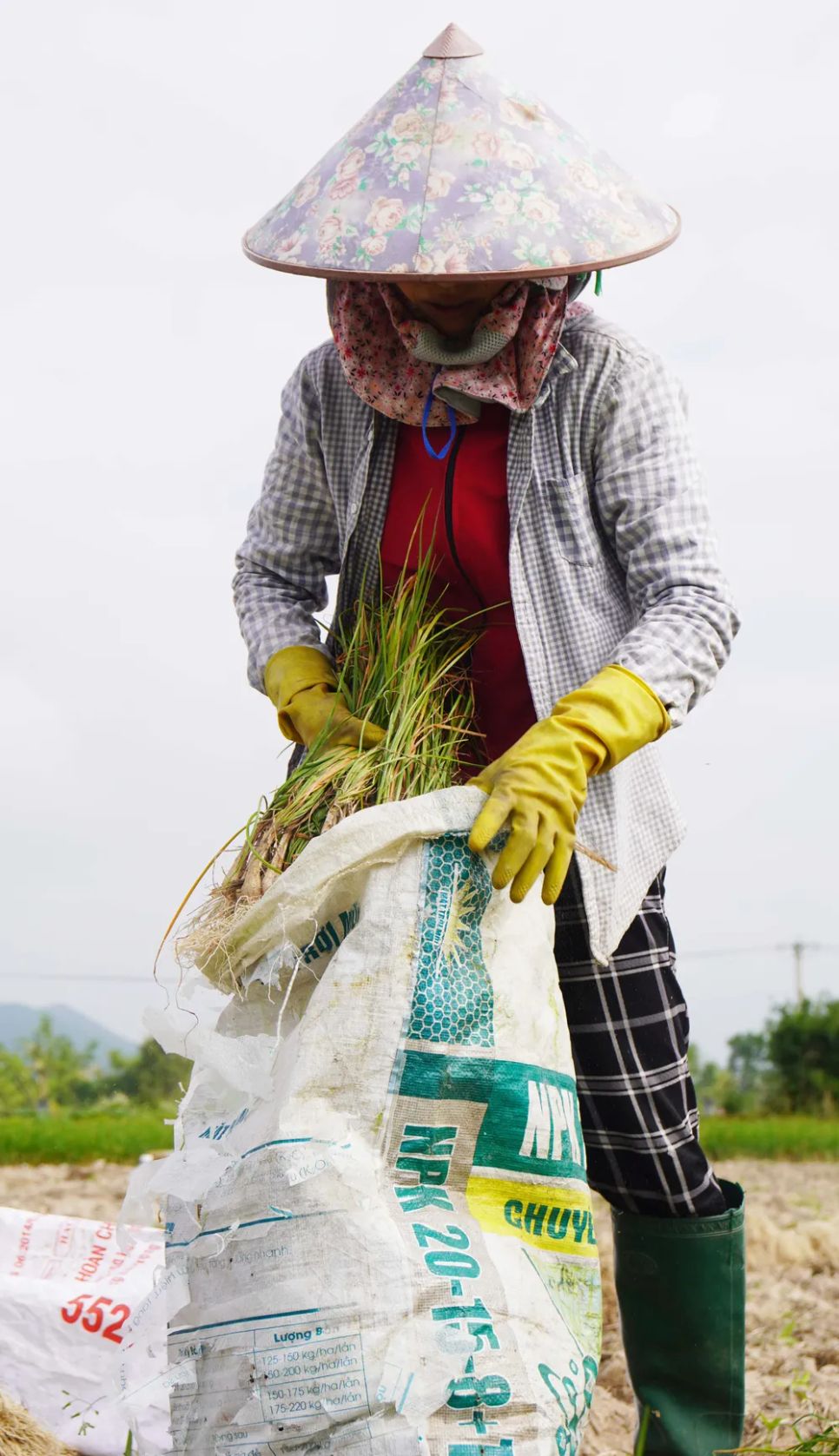 Đưa kiệu vào các bao nhỏ để vận chuyển về nhà