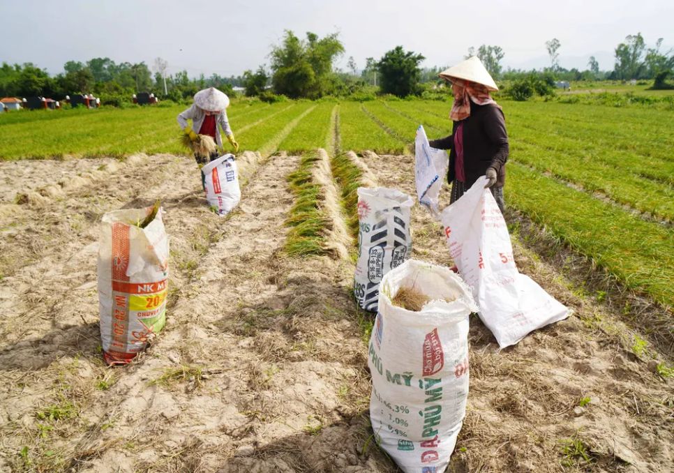 Kiệu đóng thành từng bao tại ruộng để đưa về nhà làm sạch trước khi bán ra thương lái