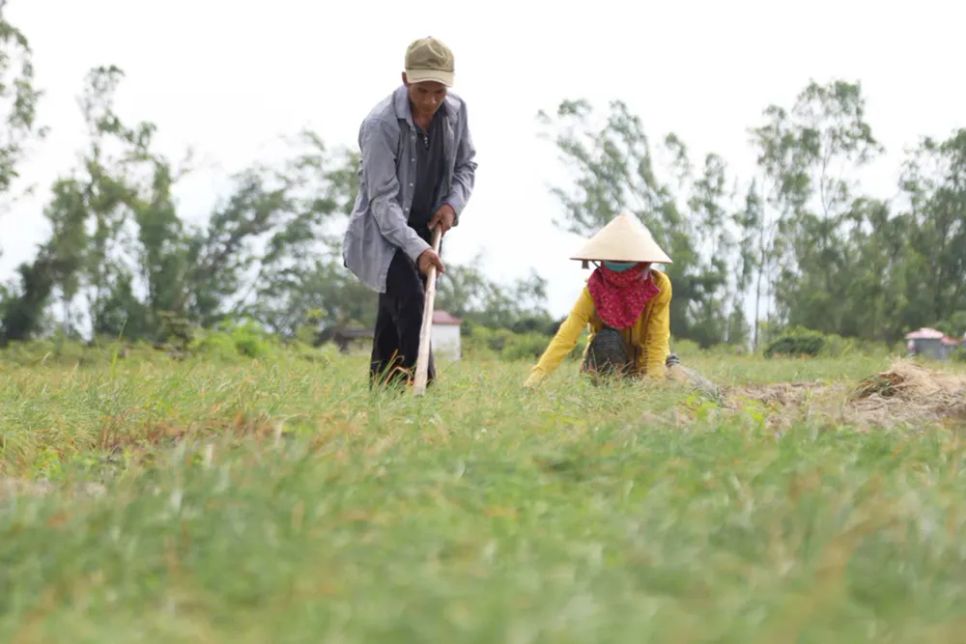 Năm nay do thời tiết bất lợi, mưa bão liên tục nên các luống kiệu đất vón cục, việc thu hoạch khó khăn hơn. Nhiều hộ dân dùng cuốc, cào để xới tơi đất mới thu hoạch được củ kiệu