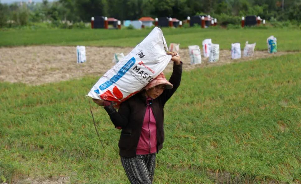 Những người phụ nữ miệt mài làm việc, thu hoạch kiệu tết để kịp cung ứng 