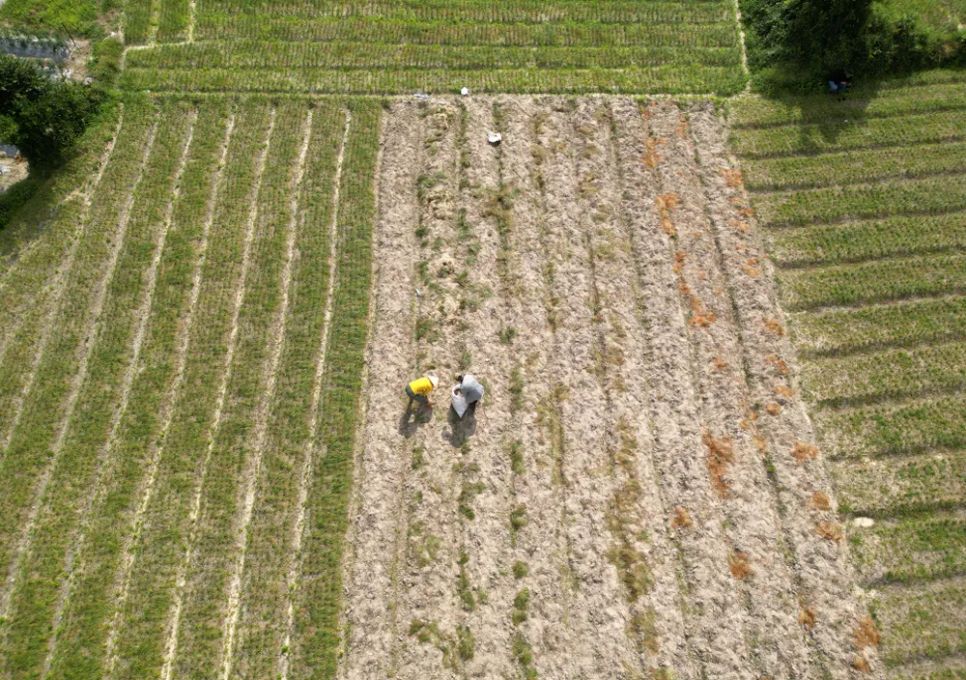 Sau gần 5 tháng chăm sóc, các vựa kiệu tết ở Phù Mỹ Nam tất bật thu hoạch để kịp cung ứng các thị trường tết