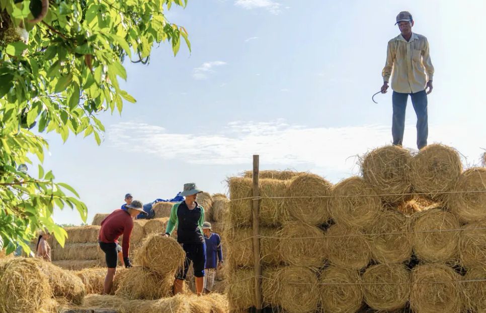Không chỉ làm thức ăn cho gia súc, rơm còn được dùng để phủ trong vườn cây. Ảnh: HUY TRẦN