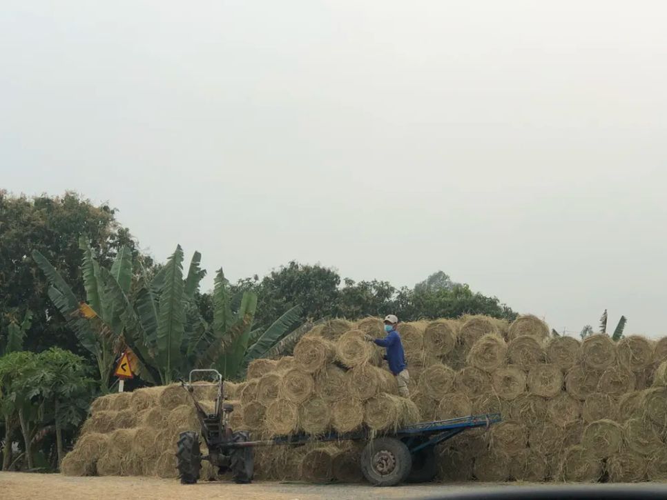 Mỗi cuộn rơm có giá dao động 20.000 - 50.000 đồng tùy thời điểm. Ảnh: TÍN HUY