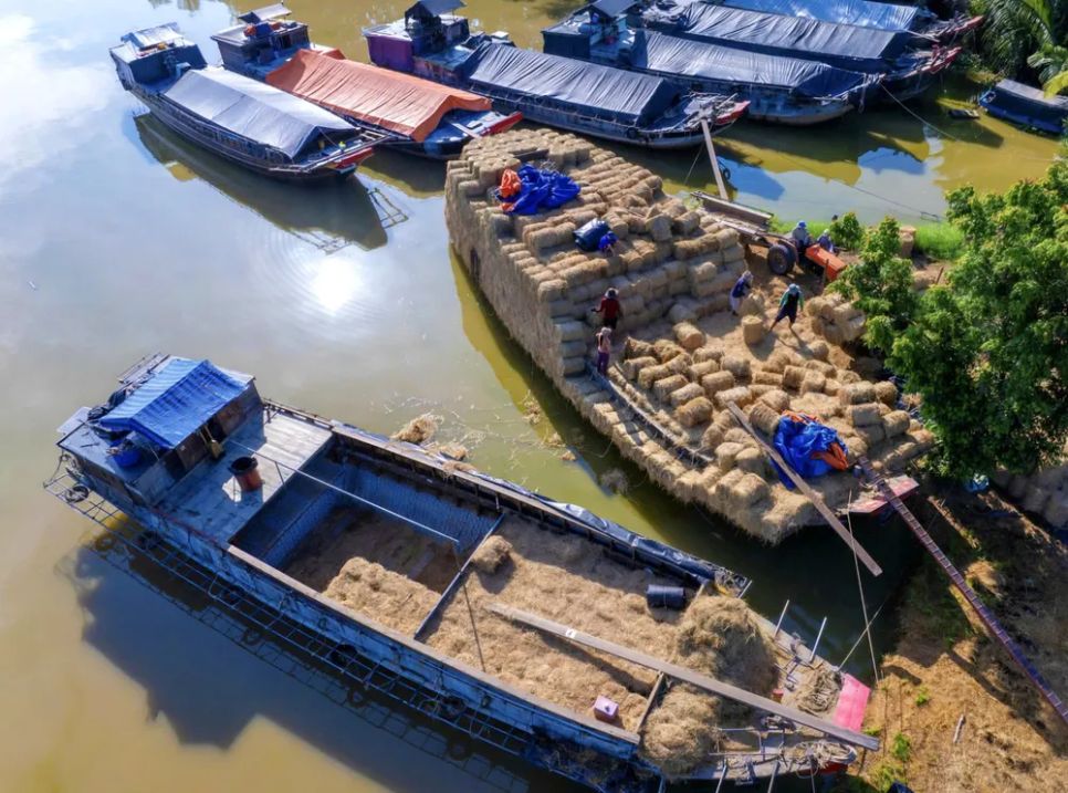 Nhiều ghe chở rơm tập kết trên dòng sông Ba Lai chờ thương lái, bà con nông dân có nhu cầu đến mua. Ảnh: HUY TRẦN