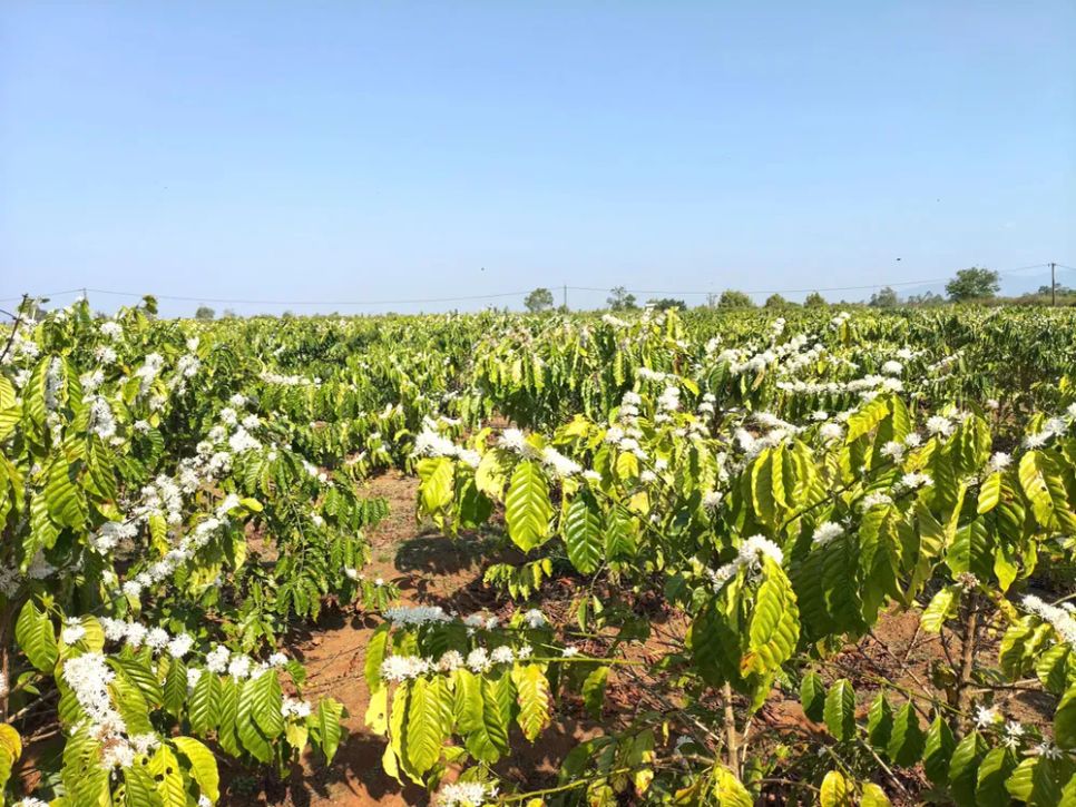 Cà phê 3 năm tuổi cũng đã nở hoa. Ảnh: HỮU PHÚC