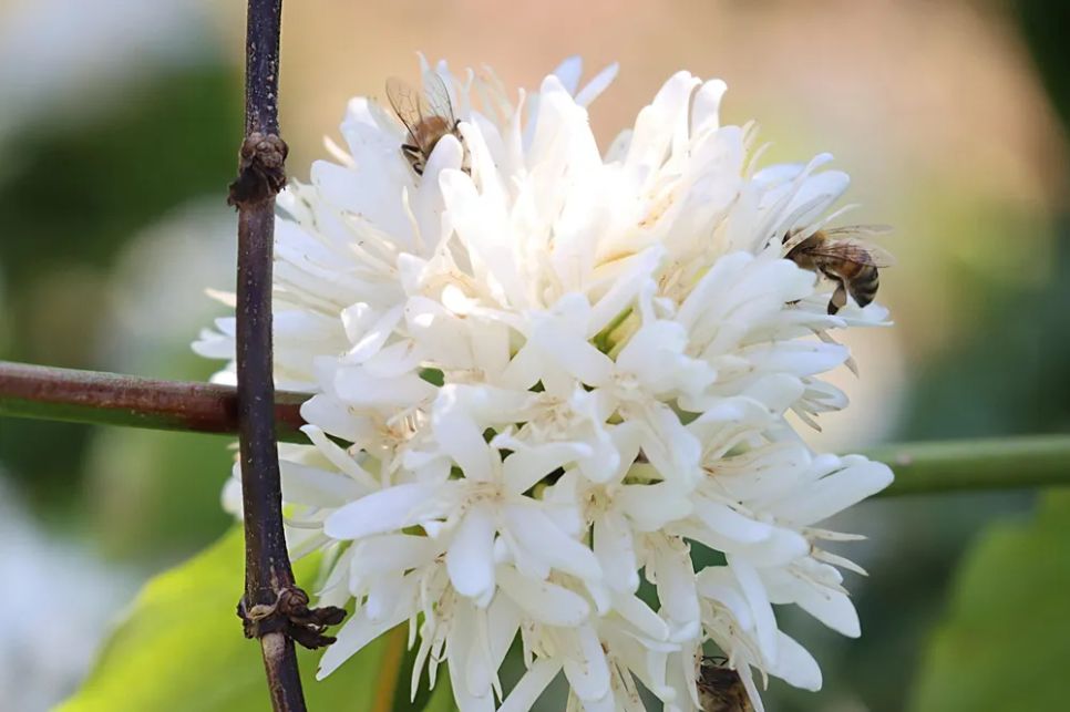 Cận cảnh hoa cà phê. Ảnh: HỮU PHÚC