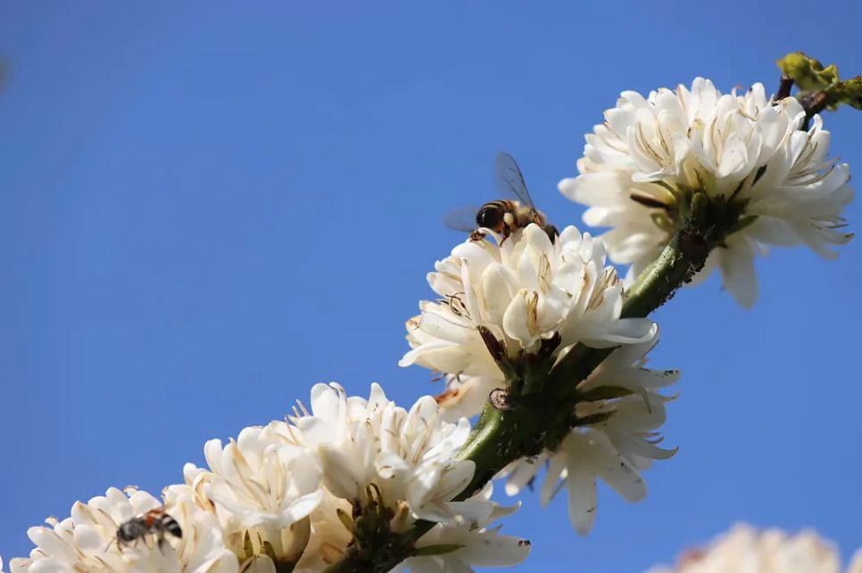 Chú ong đang hút mật. Ảnh: HỮU PHÚC