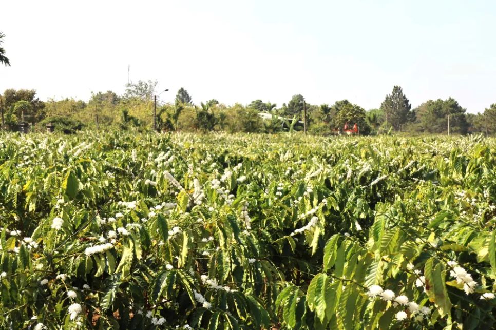 Hoa nở rộ trên vườn cà phê. Ảnh: HỮU PHÚC