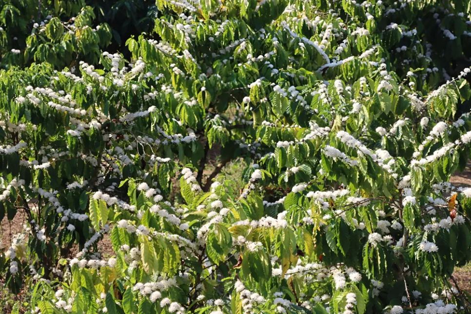 Hoa nở trắng xóa. Ảnh: HỮU PHÚC