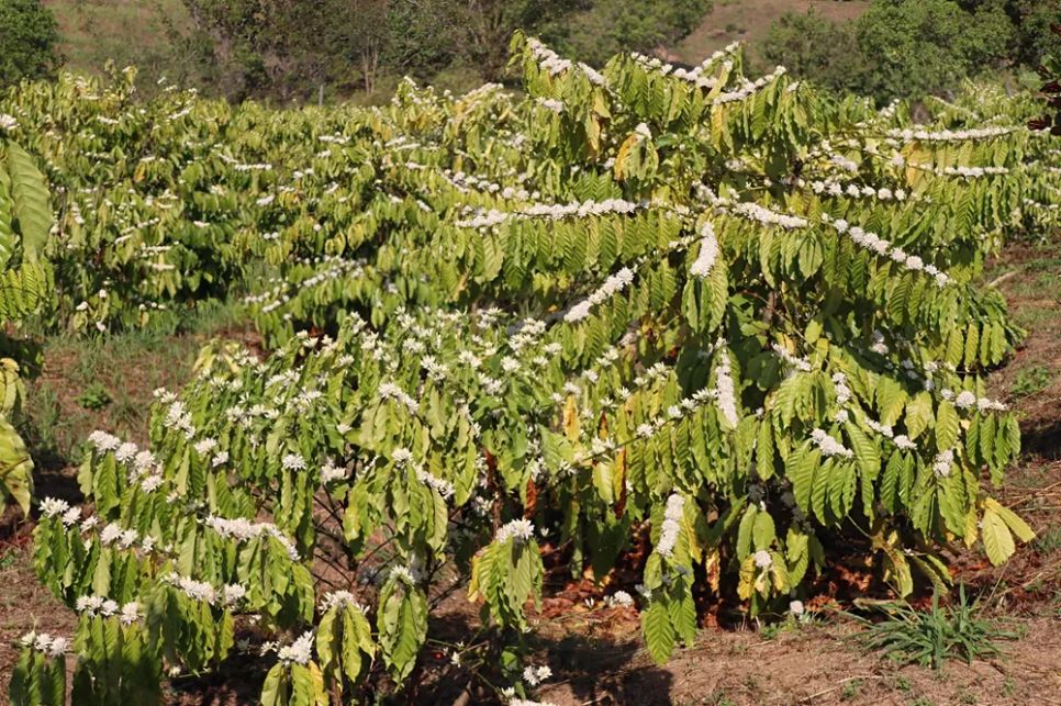 Một cây cà phê chi chít hoa. Ảnh: HỮU PHÚC