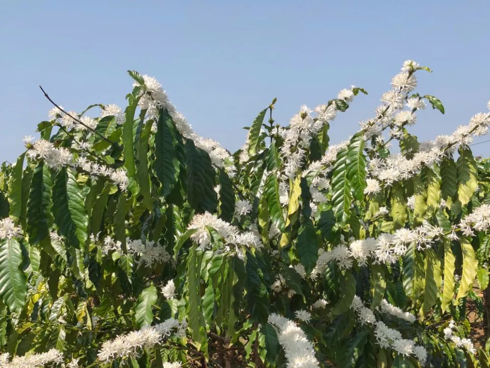 Những cành cà phê với hoa chi chít