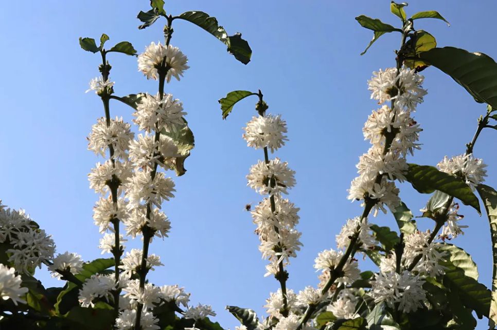 Những cành hoa đâm thẳng lên khung trung. Ảnh: HỮU PHÚC