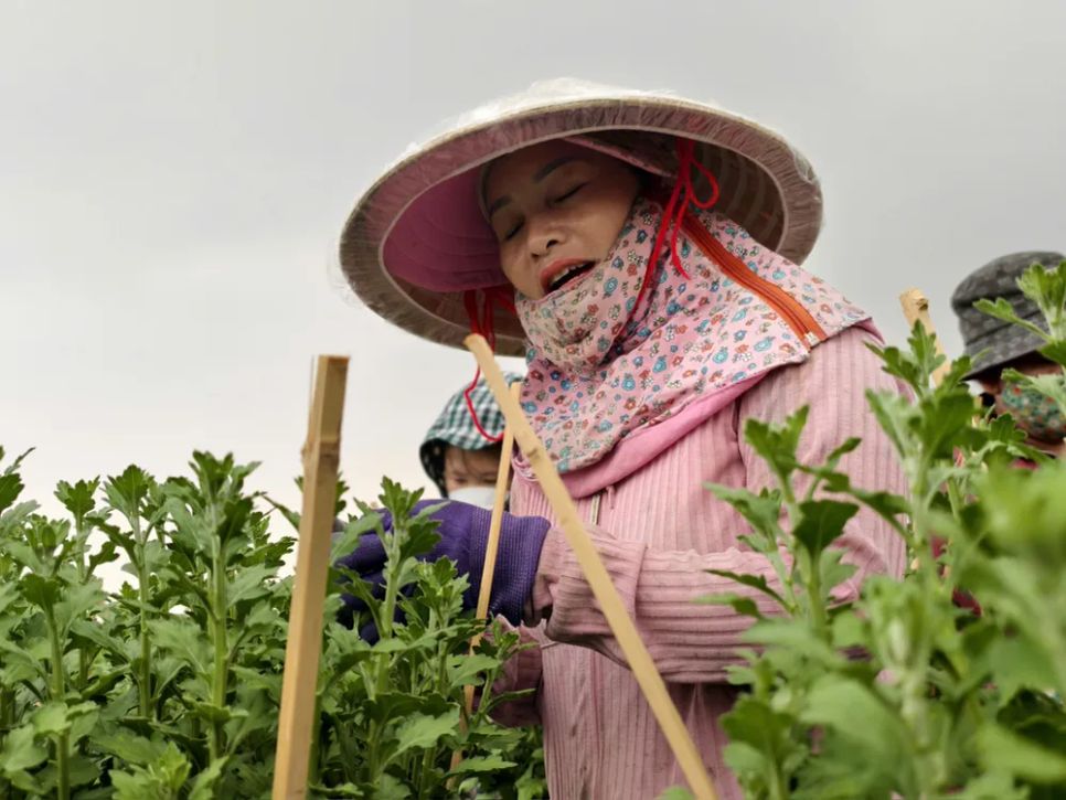 Bà Trịnh Thị Kim Lan, một chủ vườn dày dạn kinh nghiệm tại phường Thới An