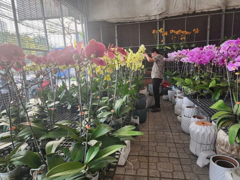 Các vườn hoa, cây kiểng ở các xã, phường tại TPHCM chuẩn bị vào vụ Tết Nguyên đán 2026