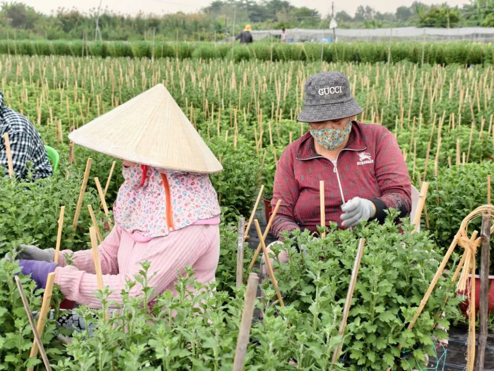 Người trồng hoa ở phường Thới An (TPHCM) chăm hoa Tết trên đồng đất