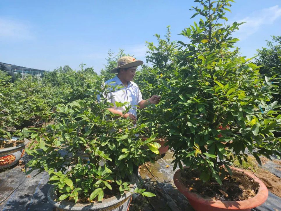 Ông Bùi Ngọc Đức, chủ vườn mai vàng hơn 10.000 gốc ở xã Bình Lợi (TPHCM)