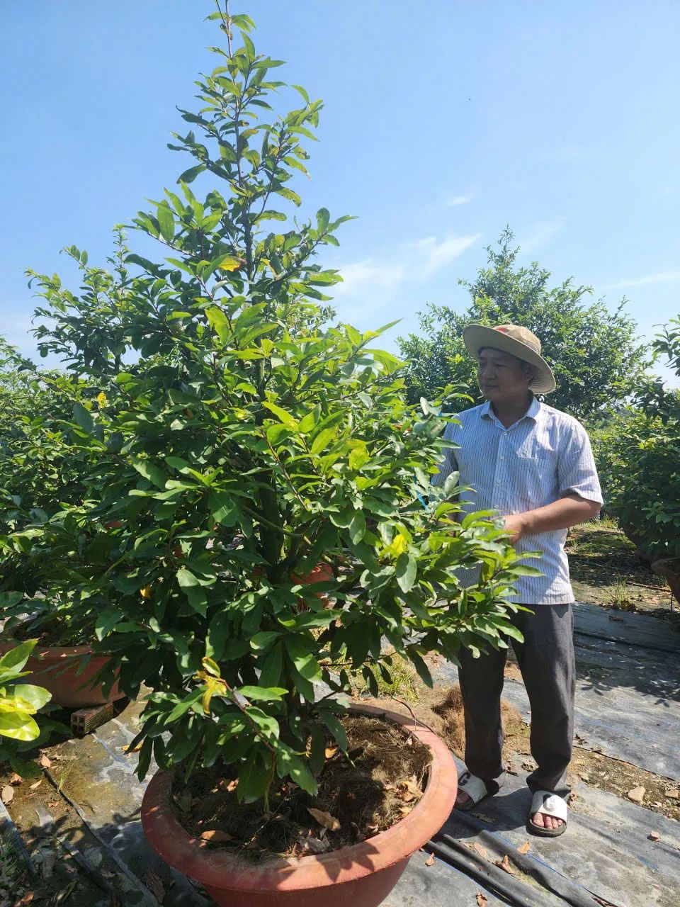 Ông Bùi Ngọc Đức, chủ vườn mai vàng ở xã Bình Lợi, mong ngóng sức mua sẽ tăng mạnh trong những cận Tết Nguyên đán 2026