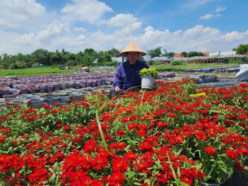 TPHCM: Các làng hoa tất bật vào vụ Tết Nguyên đán Bính Ngọ 2026