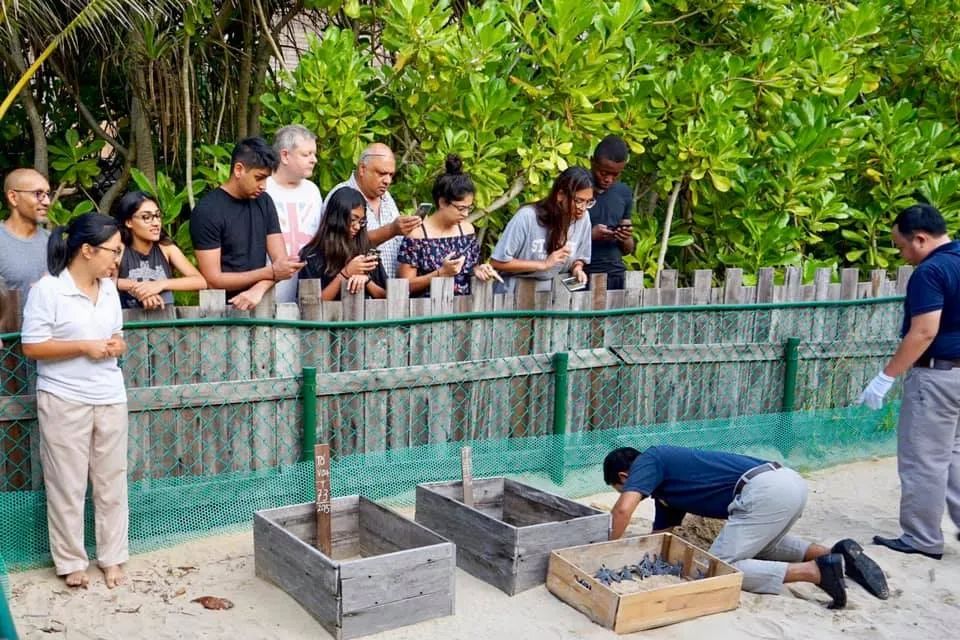 Du khách cùng nhân viên Six Senses Côn Đảo tham gia bảo tồn rùa biển Côn Đảo. Ảnh: Six Senses