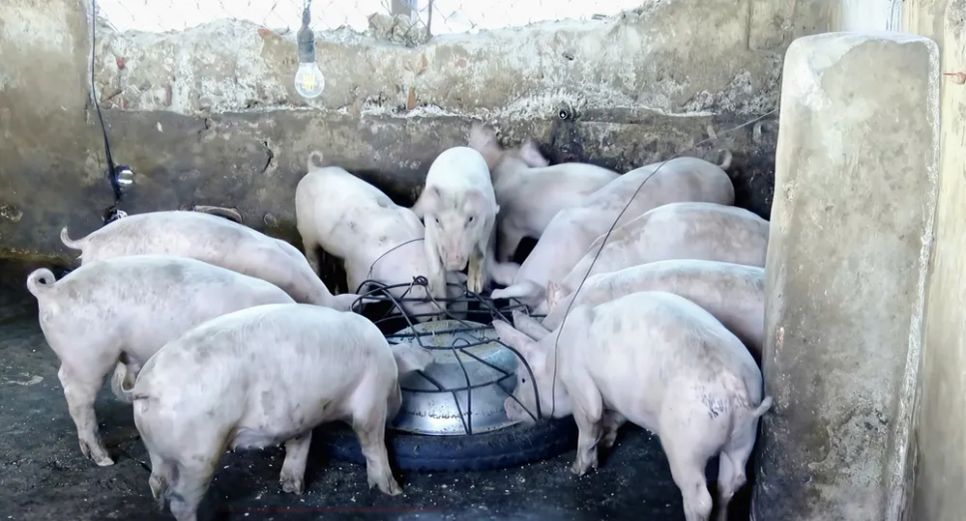 Người chăn nuôi theo dõi chặt chẽ sức khỏe đàn vật nuôi