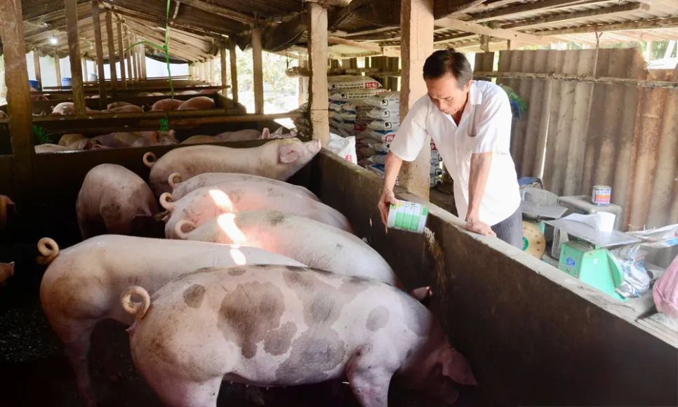 Nông dân nuôi heo nhỏ lẻ ở tỉnh Đồng Tháp đang từng bước chuyển đổi sang quy mô trang trại, chăn nuôi tập trung. Ảnh: NGỌC PHÚC