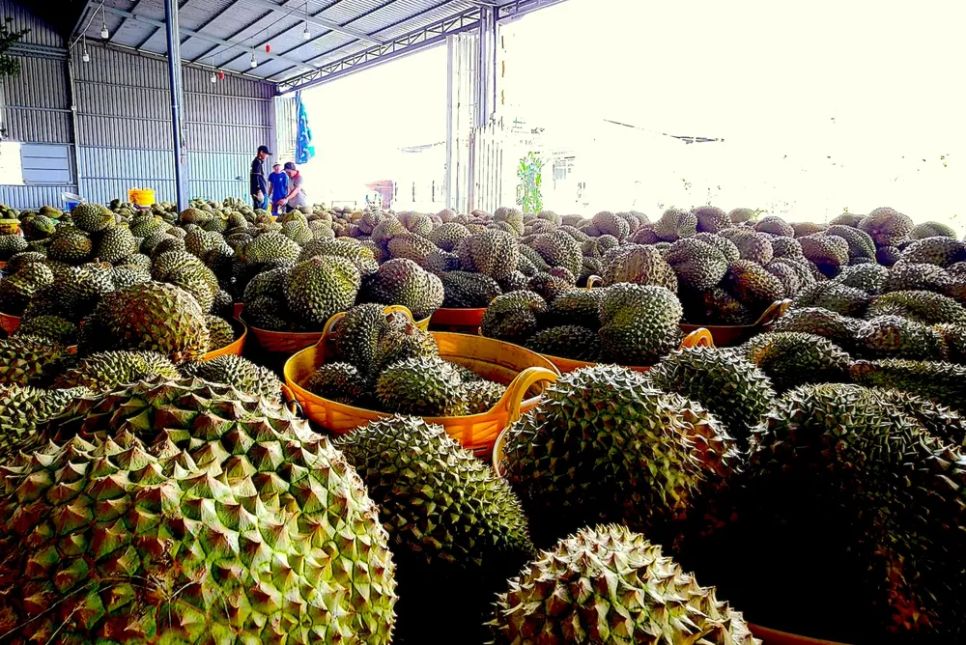 Ngành chức năng tỉnh Đồng Tháp đang tìm phương pháp quản lý mã số vùng trồng chặt chẽ, đảm bảo việc sử dụng mã số vùng trồng đúng quy định Ngành chức năng tỉnh Đồng Tháp đang tìm phương pháp quản lý mã số vùng trồng chặt chẽ, đảm bảo việc sử dụng mã số vùng trồng đúng quy định