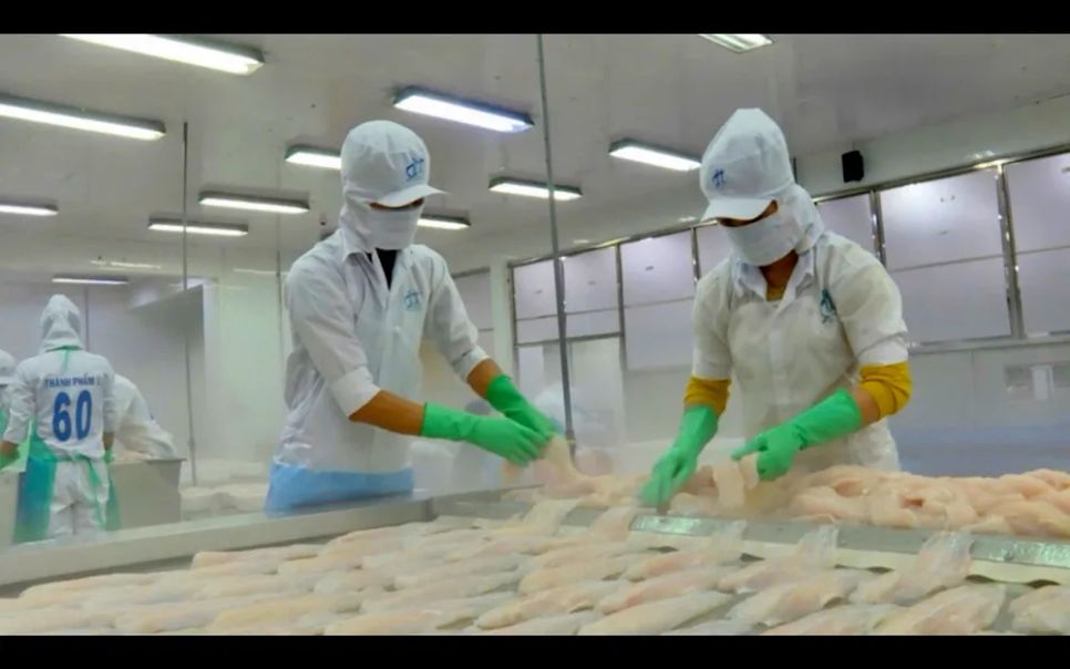 Đồng Tháp đang thực hiện tái cơ cấu ngành hàng cá tra Đồng Tháp đang thực hiện tái cơ cấu ngành hàng cá tra