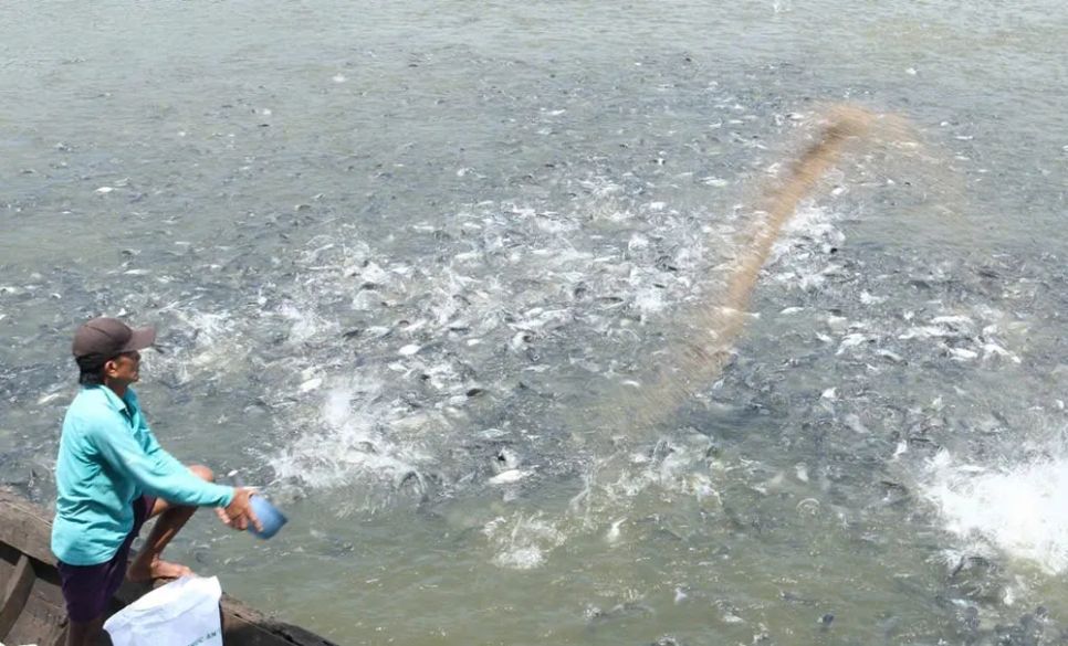 Ngành hàng cá tra tại Đồng Tháp phấn đấu có 100% cơ sở nuôi cá tra được số hóa mã nhận diện theo quy định Ngành hàng cá tra tại Đồng Tháp phấn đấu có 100% cơ sở nuôi cá tra được số hóa mã nhận diện theo quy định