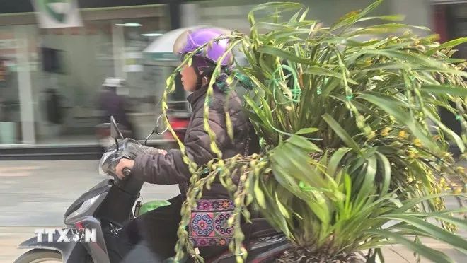 Bản làng Tả Phìn đổi thay nhờ hoa địa lan Trần Mộng