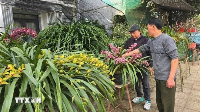 Bản làng Tả Phìn đổi thay nhờ hoa địa lan Trần Mộng