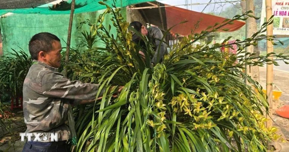 Chủ vườn chăm sóc từng chậu hoa, giúp cây ổn định nhanh chóng và nụ hoa nở đúng thời điểm, sẵn sàng cho mùa Tết. (Ảnh: Hương Thu/TTXVN)