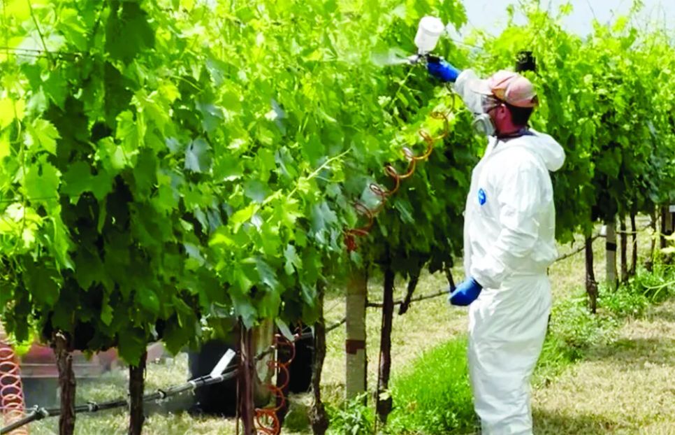 Công nghệ lớp phủ sinh học giúp giảm lượng thuốc trừ sâu tại Israel (ẢNH: FERTILIZER DAILY) Công nghệ lớp phủ sinh học giúp giảm lượng thuốc trừ sâu tại Israel (ẢNH: FERTILIZER DAILY)