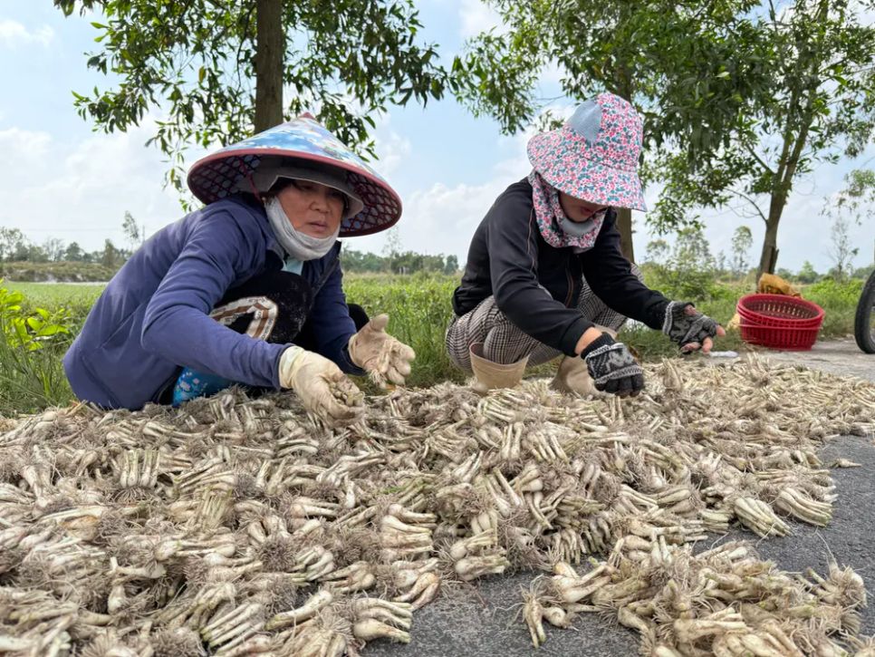 Bà Trần Thị Hoa trồng 8 sào kiệu, sau khi trừ các chi phí thu về hàng chục triệu đồng Ảnh: NGUYỄN CƯỜNG