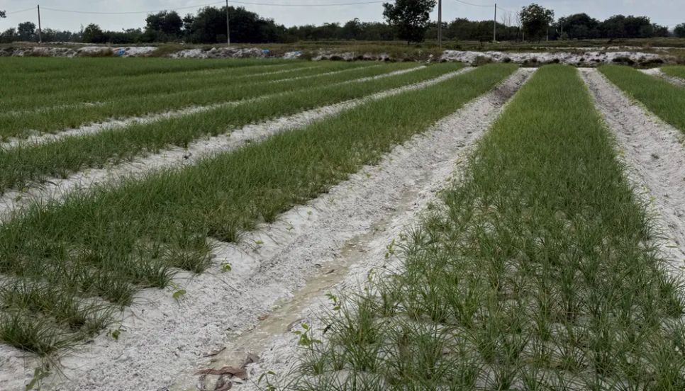 Các cây họ đậu được trồng xen canh vào cuối vụ, lúc thu hoạch kiệu thì đậu bắt đầu lớn Ảnh: NGUYỄN CƯỜNG