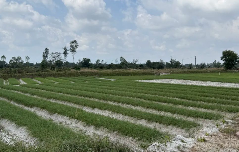 Các luống kiệu được đắp cao nên mùa mưa không bị ngập úng cục bộ Ảnh: NGUYỄN CƯỜNG