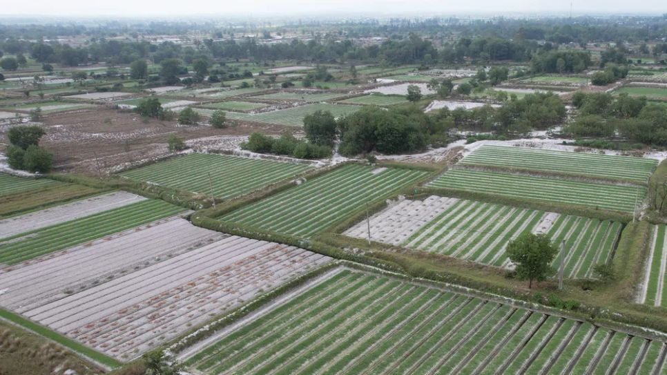 Đến nay, người dân thôn Tất Viên đã thu hoạch hơn 1 nửa diện tích kiệu đã trồng Ảnh: NGUYỄN CƯỜNG