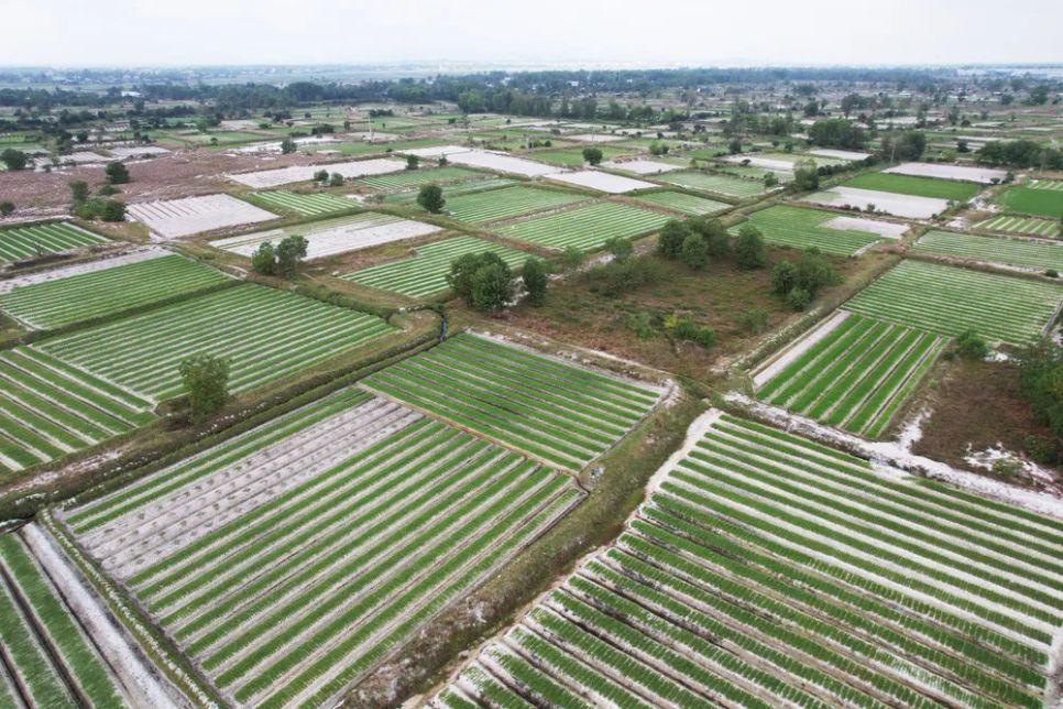 Khu vực trồng củ kiệu phục vụ mùa tết tại thôn Tất Viên (xã Thăng Bình, TP Đà Nẵng) nằm ở vùng cát trắng có diện tích khoảng 120ha. Ảnh: NGUYỄN CƯỜNG