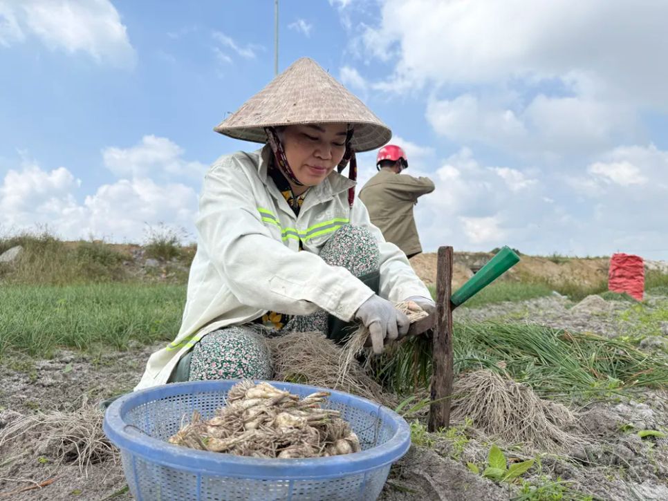 Kiệu sau khi nhổ được cắt rễ, bỏ lá, rửa sạch để thương lái đến thu mua Ảnh: NGUYỄN CƯỜNG