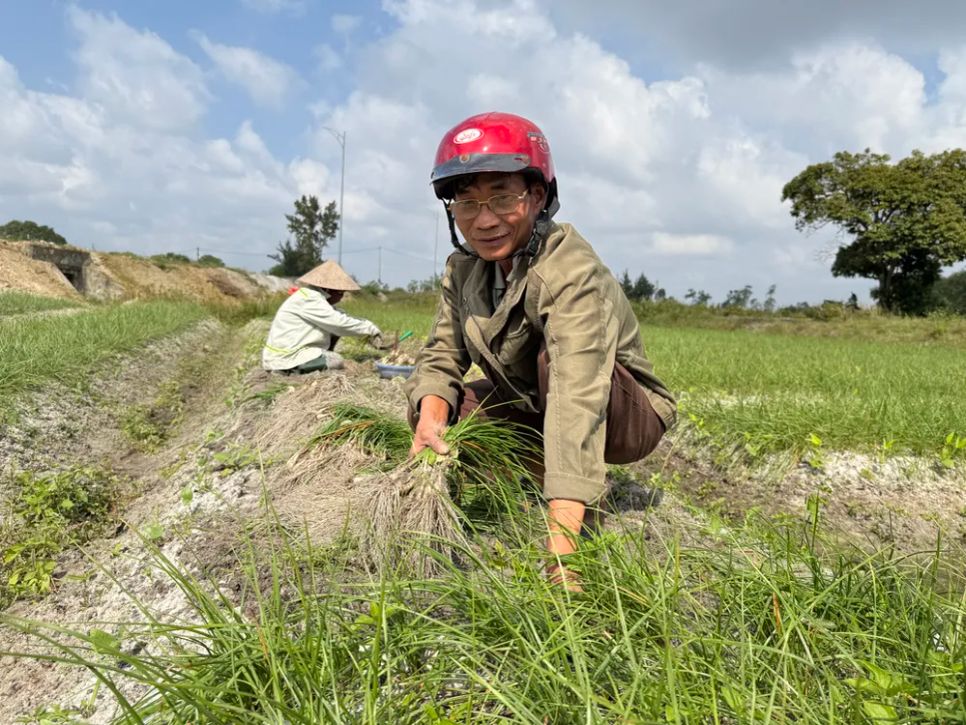 Ông Trương Văn Trước phấn khởi thu hoạch kiệu Ảnh: NGUYỄN CƯỜNG