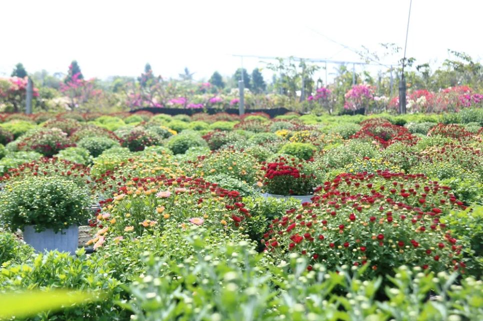 <i>Nhiều diện tích cúc mâm xôi tại Đồng Tháp đã đồng loạt bung nở bất thường. Ảnh: Bùi Nguyên</i>