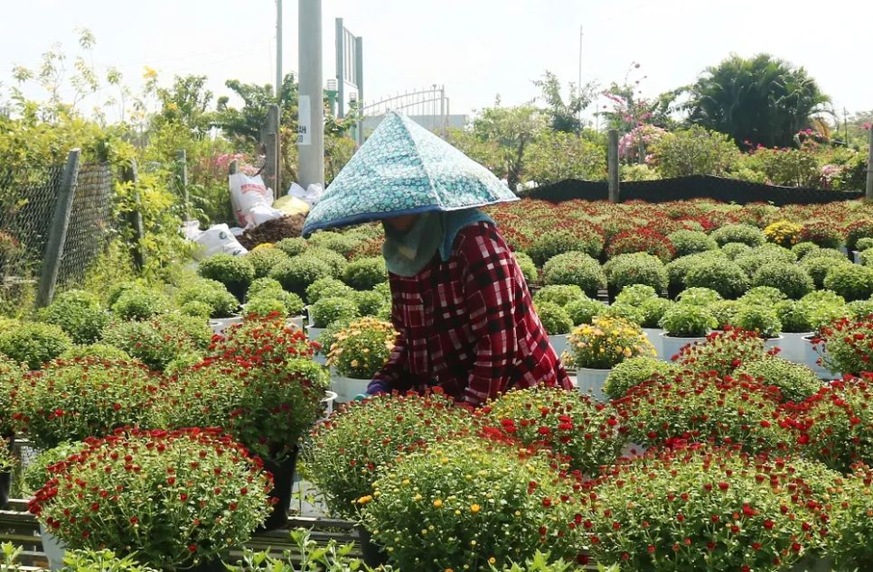 <i>Nông dân làng hoa Sa Đéc đang chăm sóc cúc mâm xôi phục vụ thị trường cuối năm. Ảnh: Bùi Nguyên</i>