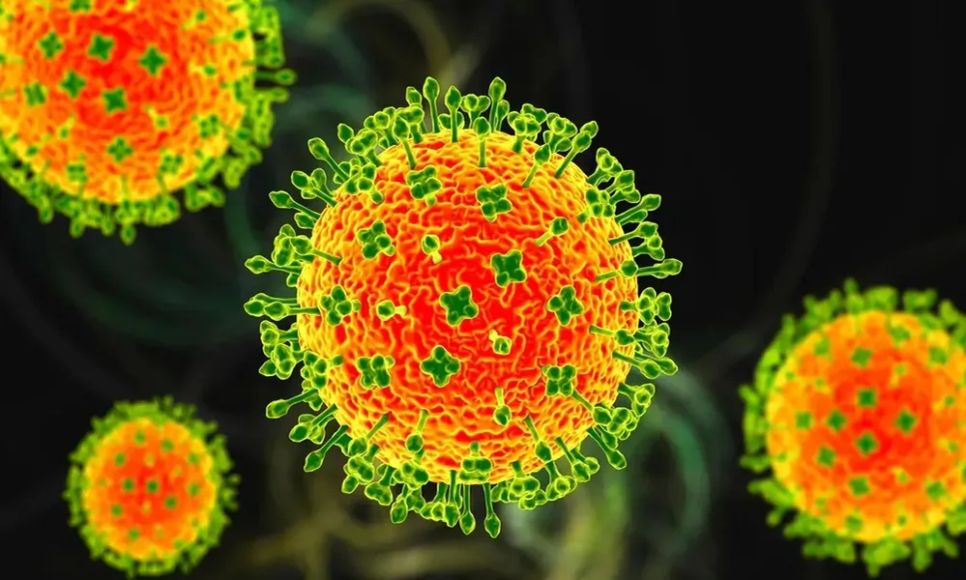Virus Nipah là bệnh truyền nhiễm nhóm A rất nguy hiểm Virus Nipah là bệnh truyền nhiễm nhóm A rất nguy hiểm