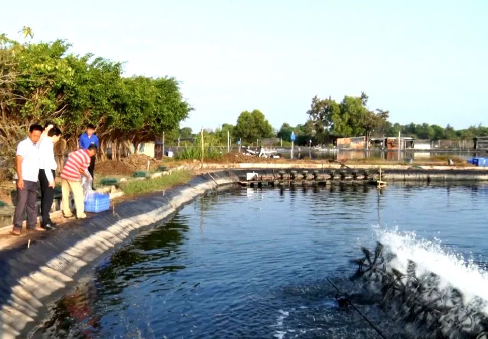 Ao nuôi tôm tôm công nghệ cao tại xã Long Điền, TPHCM Ao nuôi tôm tôm công nghệ cao tại xã Long Điền, TPHCM