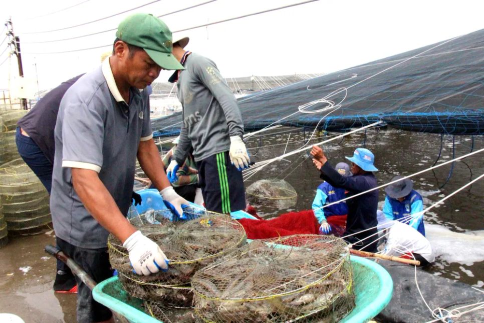 Giá tôm thẻ chân trắng tăng thêm 80.000 – 100.000 đồng/kg so với cùng kỳ Giá tôm thẻ chân trắng tăng thêm 80.000 – 100.000 đồng/kg so với cùng kỳ