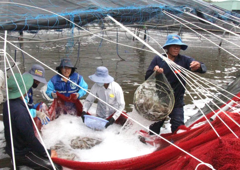 Thu hoạch tôm tại HTX Chợ Bến, xã Long Điền, TPHCM Thu hoạch tôm tại HTX Chợ Bến, xã Long Điền, TPHCM